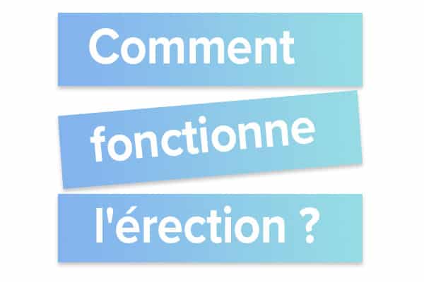 Comment fonctionne l'érection